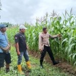 Polsek Bomberay Aktif Dukung Ketahanan Pangan Lewat Pemantauan Tanaman Jagung di Lahan Perkebunan