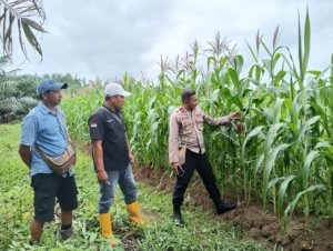 Polsek Bomberay Aktif Dukung Ketahanan Pangan Lewat Pemantauan Tanaman Jagung di Lahan Perkebunan
