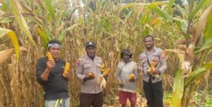 Dukung Ketahanan Pangan, Polsek Senggi dan Kelompok Tani ‘Satu Hati’ Gelar Panen Jagung dan Penanaman Padi di Keerom