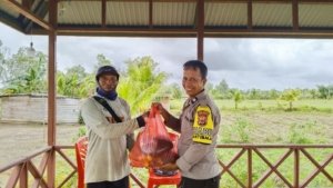 Bukan Hanya Jaga Keamanan, Polsek KPL Merauke Panen Jagung Manis dari Lahan P2L