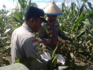 Kapolresta Jayapura Kota Pimpin Panen Jagung di Koya Barat, Dukung Ketahanan Pangan Lokal