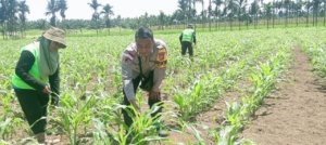 Sinergi Bhabinkamtibmas, PPL dan Petani, Ciptakan Ketahanan Pangan di Kampung Yeeti