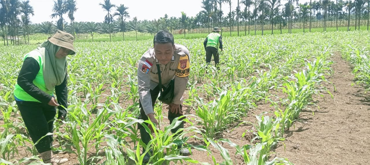 Sinergi Bhabinkamtibmas, PPL dan Petani, Ciptakan Ketahanan Pangan di Kampung Yeeti