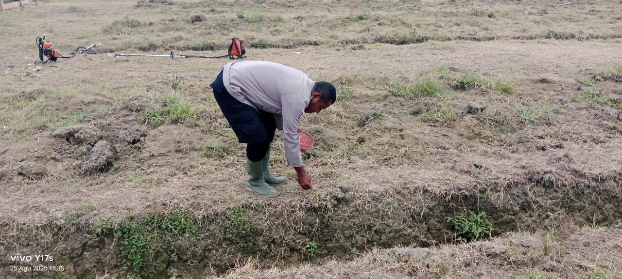 Wujudkan Ketahanan Pangan, Bhabinkamtibmas Kampung Sanggaria Tanam Jagung Bersama Petani Milenial