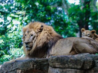 Pemkot Bandung Tegaskan Pemberian Pakan Satwa Bonbin Bandung Kewajiban Kementerian Kehutanan