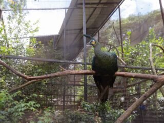 Pakan Satwa Dipantau Ketat, Kondisi Satwa Bandung Zoo Relatif Sehat