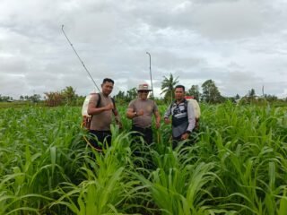 Dukung Ketahanan Pangan, Polsek Kurik Rawat Tanaman Jagung Warga Di Kampung Yogin