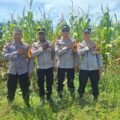 Dukung Ketahanan Pangan, Bhabinkamtibmas Polsek Muara Tami Cek Lahan Jagung Binaan di Koya Barat