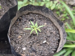 Polda Papua Barat Ungkap Kasus Peredaran Narkotika Jenis Ganja, Tiga Orang Diamankan