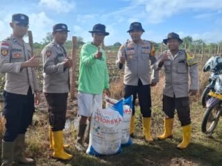 Polsek Jagebob Salurkan Bantuan Pupuk dan Dampingi Pemupukan Jagung di Kampung Mimi Baru 