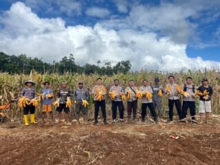 Dukung Swasembada Pangan, Polsek Muting Bersama Warga Panen Jagung Di Distrik Ulilin 