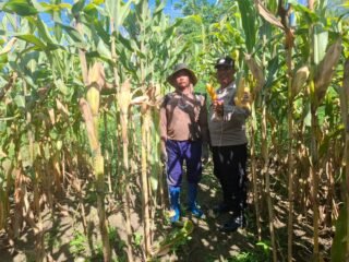 Polsek Nimbokrang Monitoring Persiapan Panen Jagung untuk Dukung Ketahanan Pangan Nasional