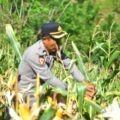 Panen Raya Jagung Polres Kaimana Seluas 2 Hektar