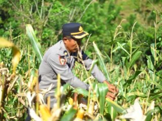 Panen Raya Jagung Polres Kaimana Seluas 2 Hektar