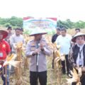 Polda Papua Barat Gelar Panen Raya Jagung, Dukung Swasembada Pangan Nasional