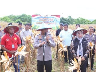 Polda Papua Barat Gelar Panen Raya Jagung, Dukung Swasembada Pangan Nasional