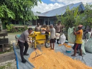 Polres Jayapura Lanjutkan Pengolahan Hasil Panen Jagung, Perkuat Program Ketahanan Pangan Nasional
