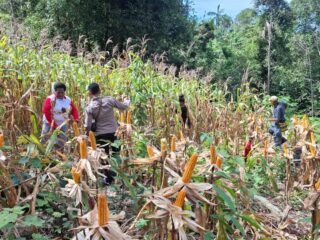 Sinergi Polri dan Petani Berbuah Hasil, Jagung Hibrida Wurkendik Berhasil Dipanen