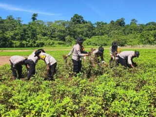 Panen Kedua Kacang Tanah, Polsek Bonggo Perkuat Ketahanan Pangan Bersama Kelompok Tani Papua Nusantara