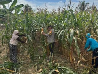 Wujud Nyata Dukung Ketahanan Pangan, Bhabinkamtibmas Banjar Ausoy Turun Langsung Bantu Warga Panen Jagung