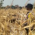 Dukung Ketahanan Pangan, Polres Merauke Bersama Petani Panen Jagung di Semangga
