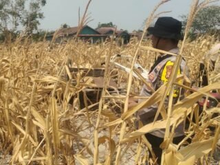 Dukung Ketahanan Pangan, Polres Merauke Bersama Petani Panen Jagung di Semangga